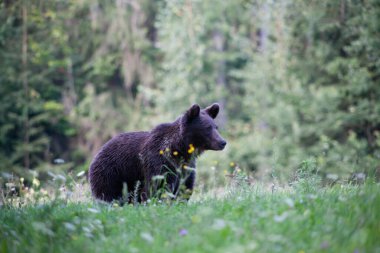 kahverengi ayı doğal ortamında.