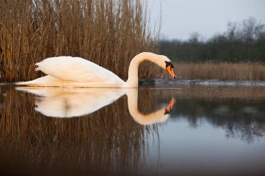 Göldeki güzel beyaz kuğu. Doğal ortamında vahşi yaşam.