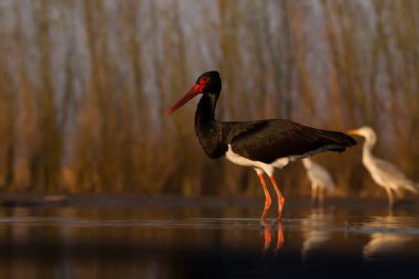 Göldeki güzel vahşi kuşlar: Kara leylek, büyük beyaz balıkçıl, gri balıkçıl gölü, siyah başlı martı, gece kuşu, ördek