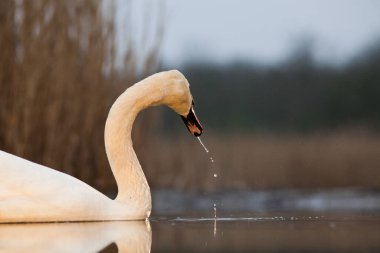 Göldeki güzel beyaz kuğu. Doğal ortamında vahşi yaşam.