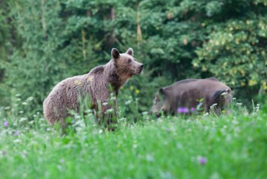 kahverengi ayı doğal ortamında.