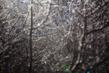 Güzel botanik fotoğrafı, doğal duvar kağıdı.