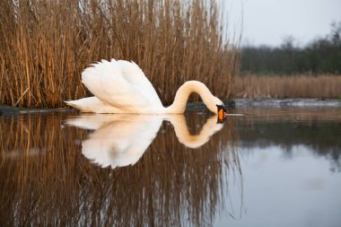 Göldeki güzel beyaz kuğu. Doğal ortamında vahşi yaşam.