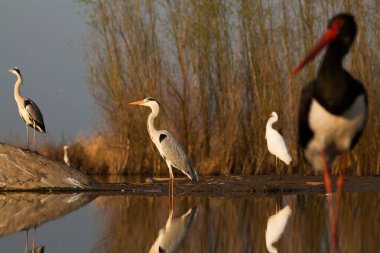 Göldeki güzel vahşi kuşlar: Kara leylek, büyük beyaz balıkçıl, gri balıkçıl gölü, siyah başlı martı, gece kuşu, ördek