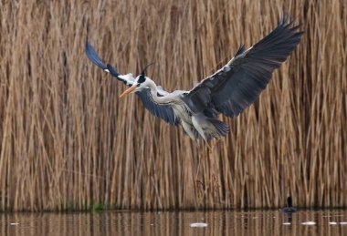 Gri balıkçıl bir gölde balık tutuyor. Doğal ortamında vahşi yaşam.