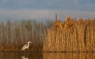 Göldeki güzel vahşi kuşlar: Kara leylek, büyük beyaz balıkçıl, gri balıkçıl gölü, siyah başlı martı, gece kuşu, ördek