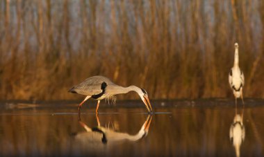 Göldeki güzel vahşi kuşlar: Kara leylek, büyük beyaz balıkçıl, gri balıkçıl gölü, siyah başlı martı, gece kuşu, ördek