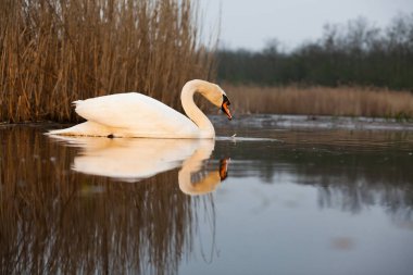 Göldeki güzel beyaz kuğu. Doğal ortamında vahşi yaşam.