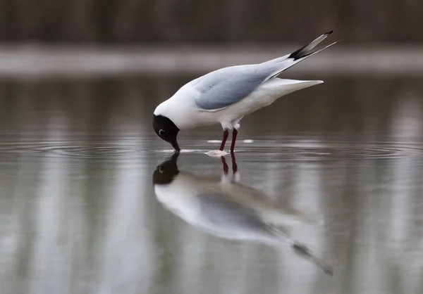 Racek Černohlavý Rybaří Jezeře — Stock fotografie