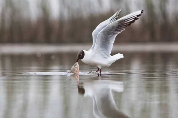 Racek Černohlavý Rybaří Jezeře — Stock fotografie