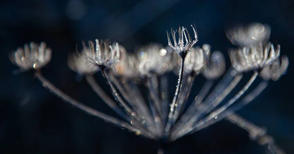 美しい植物画 自然壁紙 — ストック写真