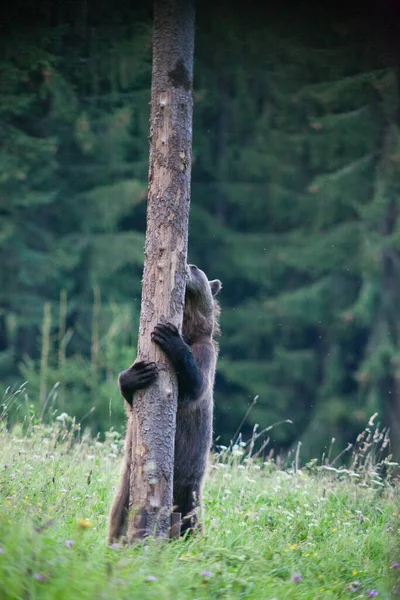 Καφέ Αρκούδα Στο Φυσικό Της Περιβάλλον Αναρρίχηση Ένα Δέντρο — Φωτογραφία Αρχείου