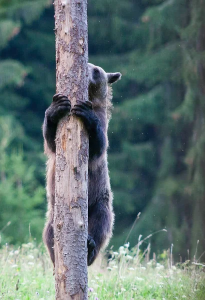 Коричневий Ведмідь Природному Середовищі Сходження Дерево — стокове фото