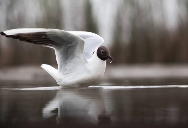 Racek Černohlavý Rybaří Jezeře — Stock fotografie