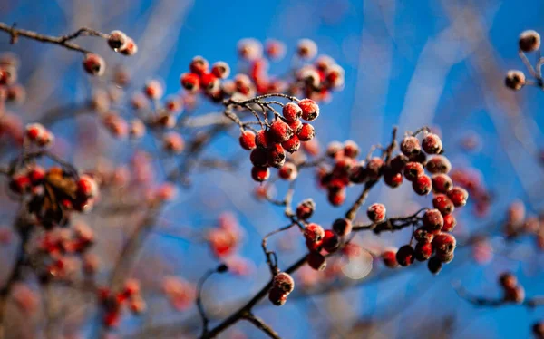Red Berries Branch Tree Winter — Stock Photo, Image
