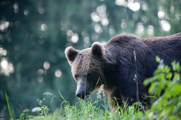 Braunbär Seinem Natürlichen Lebensraum — Stockfoto