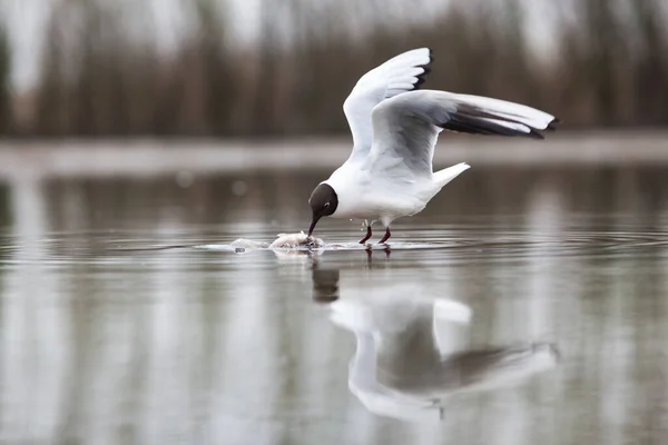 Racek Černohlavý Rybaří Jezeře — Stock fotografie