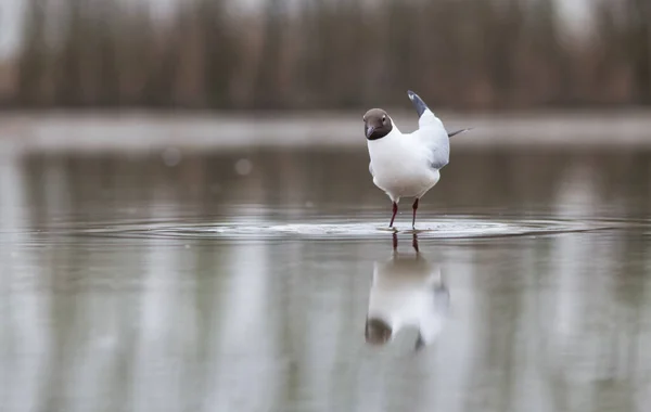 Racek Černohlavý Rybaří Jezeře — Stock fotografie