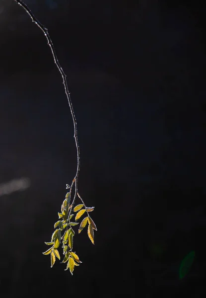 Krásný Botanický Záběr Přírodní Tapety — Stock fotografie