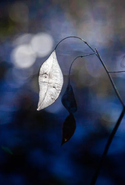 beautiful dried leaves in winter forest during sunset