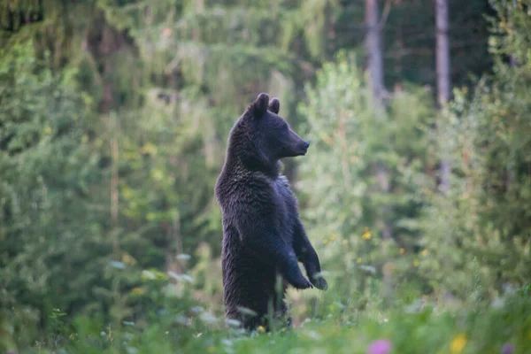 Коричневий Ведмідь Природному Середовищі Проживання — стокове фото