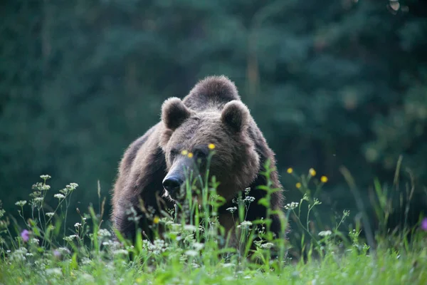 Urso Pardo Seu Habitat Natural — Fotografia de Stock