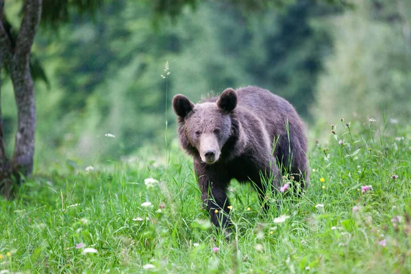 Brown Bear Its Natural Habitat — Stock Photo, Image