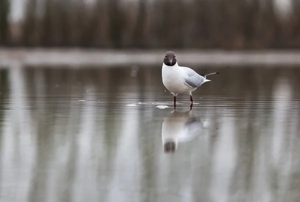 Racek Černohlavý Rybaří Jezeře — Stock fotografie