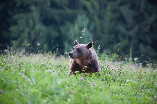 Urso Pardo Seu Habitat Natural — Fotografia de Stock