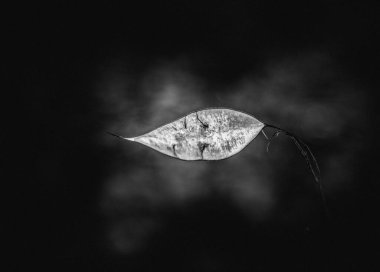 Gün batımında, kış ormanlarında güzel kuru yapraklar.