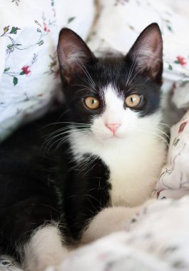 Çok renkli şirin bir kedinin portresi. 