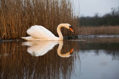 Göldeki güzel beyaz kuğu. Doğal ortamında vahşi yaşam.