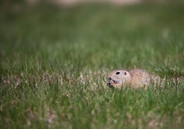 Tatlı yer sincabı portresi