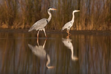 Göldeki güzel vahşi kuşlar: Kara leylek, büyük beyaz balıkçıl, gri balıkçıl gölü, siyah başlı martı, gece kuşu, ördek
