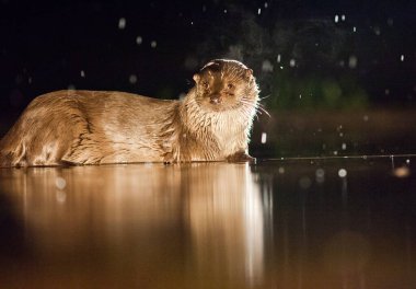 european Otter (Lutra lutra) fishing on a rainy night - wildlife in its natural habitat clipart
