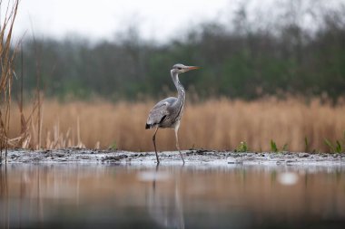 Güzel gri balıkçıl sabahın erken saatlerinde gölde balık tutuyor.
