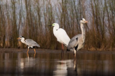 Tuna deltasındaki beyaz pelikan.