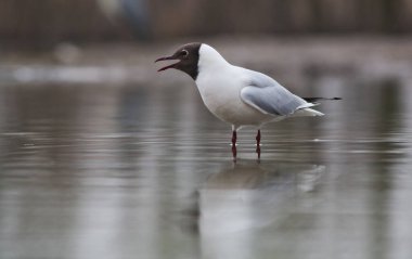 Siyah başlı martı gölde balık tutuyor.