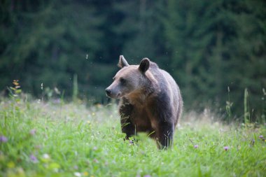 kahverengi ayı doğal ortamında.