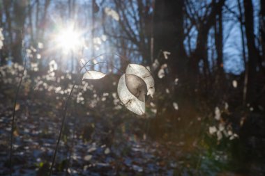 Gün batımında, kış ormanlarında güzel kuru yapraklar.