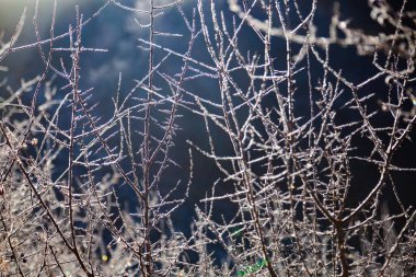 Ağaç dalları, buzullarla kaplı, yakın plan manzaralı.