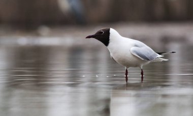 Siyah başlı martı gölde balık tutuyor.