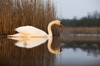 Göldeki güzel beyaz kuğu. Doğal ortamında vahşi yaşam.