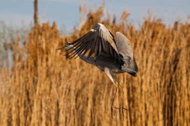 Gri balıkçıl bir gölde balık tutuyor. Doğal ortamında vahşi yaşam.