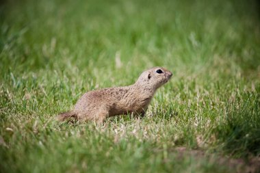 Tatlı yer sincabı portresi