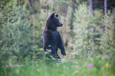 kahverengi ayı doğal ortamında.