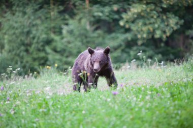 kahverengi ayı doğal ortamında.