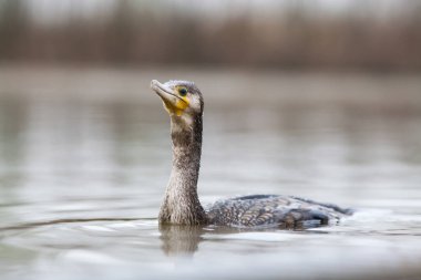 Göldeki büyük balıkçıl