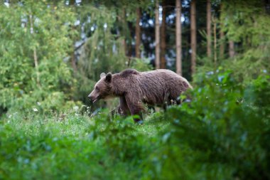 kahverengi ayı doğal ortamında.