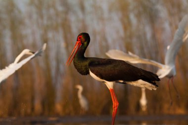 Göldeki güzel vahşi kuşlar: Kara leylek, büyük beyaz balıkçıl, gri balıkçıl gölü, siyah başlı martı, gece kuşu, ördek